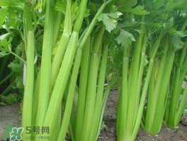 五月份可以種芹菜嗎？芹菜適合什么時(shí)候播種？