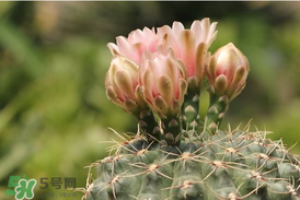 五月份種什么花？5月份適合種什么花？