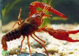 什么時候釣龍蝦最好？龍蝦幾月份能釣？