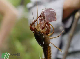什么時候釣龍蝦最好？龍蝦幾月份能釣？