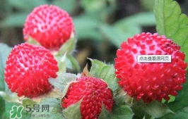蛇莓可以吃嗎？蛇莓可以直接吃嗎
