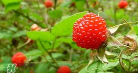 野草莓可以吃嗎？野草莓能不能吃