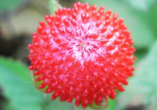 蛇莓有毒嗎？蛇莓有沒(méi)有毒