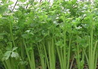 五月份可以種芹菜嗎？芹菜適合什么時(shí)候播種？
