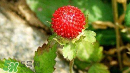 蛇莓有毒嗎？蛇莓有沒有毒