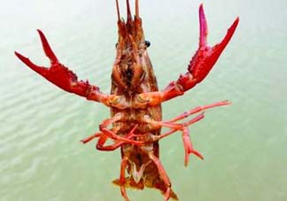 什么時(shí)候釣龍蝦最好？龍蝦幾月份能釣？