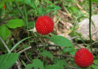 野草莓怎么吃？野草莓怎么清洗