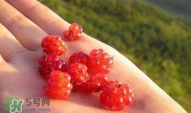山莓是什么？山莓是水果嗎？