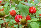 野草莓就是覆盆子嗎？覆盆子和野草莓的區(qū)別