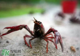 小龍蝦什么時候最好釣？什么時候可以釣小龍蝦？