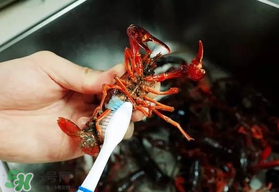 野生小龍蝦什么時(shí)候有？野生小龍蝦幾月份有？