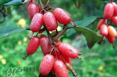 羊奶果怎么吃？羊奶果怎么種