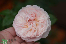 五月份可以種月季嗎？月季五月怎么養(yǎng)？