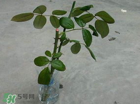 月季5月能插活嗎？月季花五月能插活嗎？