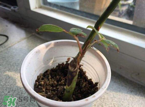 月季5月能插活嗎？月季花五月能插活嗎？