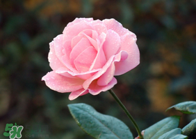月季花5月扦插當年會開花嗎？月季花的花期