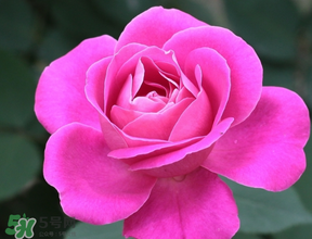 月季花5月扦插當年會開花嗎？月季花的花期