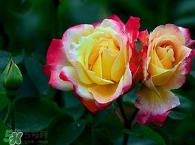 月季花5月扦插當年會開花嗎？月季花的花期
