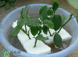 月季花什么時(shí)候插最好活？月季花怎么扦插成活率高？