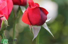 月季從有花苞到開花需要多久？月季花苞到開花要多久？