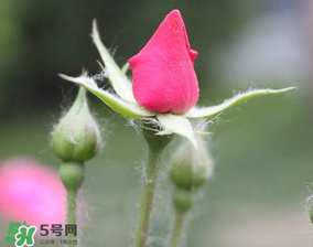 月季從有花苞到開花需要多久？月季花苞到開花要多久？
