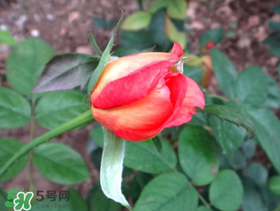 月季從有花苞到開花需要多久？月季花苞到開花要多久？