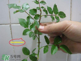 扦插的月季多久會(huì)開花？扦插月季多久可開花？
