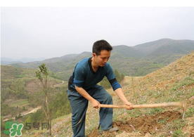 五月份能種樹嗎？五月份種樹能活嗎？