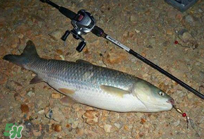 五月份能釣草魚嗎？五月份釣草魚用什么餌料？