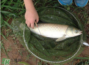 五月份能釣草魚嗎？五月份釣草魚用什么餌料？