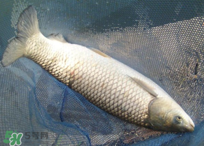 5月份怎么釣草魚？五月份怎么釣草魚？