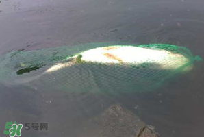 5月份怎么釣草魚？五月份怎么釣草魚？