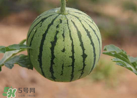 五月份可以種西瓜嗎？五月份怎么種西瓜？