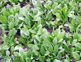 ?五月份能種菠菜嗎？5月份可以種菠菜嗎？