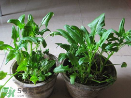 ?五月份能種菠菜嗎？5月份可以種菠菜嗎？
