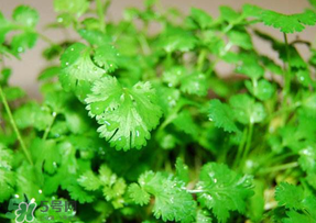 5月份能種香菜嗎？五月份能種香菜嗎？
