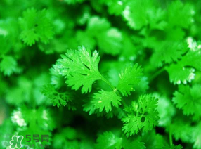 5月份能種香菜嗎？五月份能種香菜嗎？