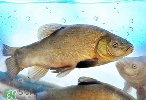 ?五月份吃什么魚？5月份吃什么魚？