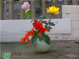 月季花什么時(shí)候插最好活？月季花怎么扦插成活率高？