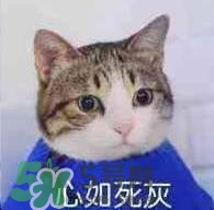 紀(jì)梵希黑色頰彩霜怎么樣？紀(jì)梵希黑色腮紅多少錢(qián)？
