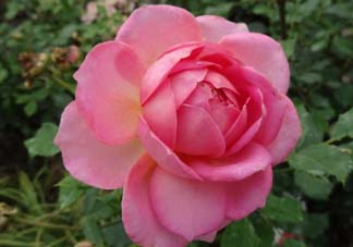 月季花5月扦插當(dāng)年會(huì)開(kāi)花嗎？月季花的花期