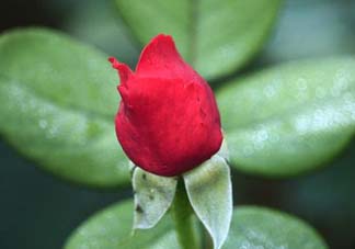月季從有花苞到開(kāi)花需要多久？月季花苞到開(kāi)花要多久？