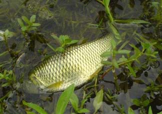 五月份能釣草魚嗎？五月份釣草魚用什么餌料？