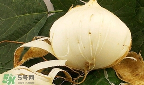 白地瓜孕婦能吃嗎？白地瓜孕婦可以吃嗎