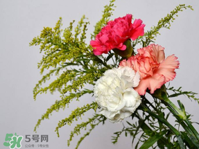 母親節(jié)送什么顏色的康乃馨？2017年母親節(jié)康乃馨推薦