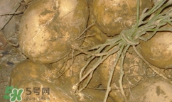 孕婦可以吃土瓜嗎？孕婦能吃土瓜嗎？