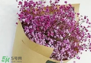 滿天星多少錢一束2017？滿天星多少錢一支2017？