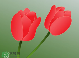 母親節(jié)可以送郁金香嗎？為什么母親節(jié)送郁金香？