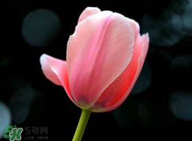 母親節(jié)可以送郁金香嗎？為什么母親節(jié)送郁金香？