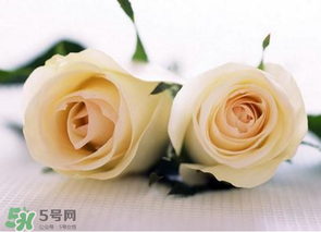 母親節(jié)可以送白玫瑰嗎？白玫瑰適合送什么人？